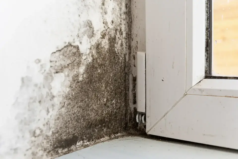 About Bayou Dry Solutions: Houston's Trusted Restoration Experts — Houston, TX